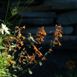 Apricot Sprite Agastache -High Country Gardens Sales agastache apricot sprite close up w humingbird cropped 1