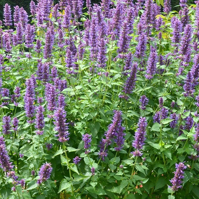 Blue Boa Agastache 4 Blue Boa Agastache - Image 2