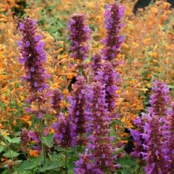 Blue Boa Agastache -High Country Gardens Sales agastache blue boa 1b 1 with apricot sprite 2