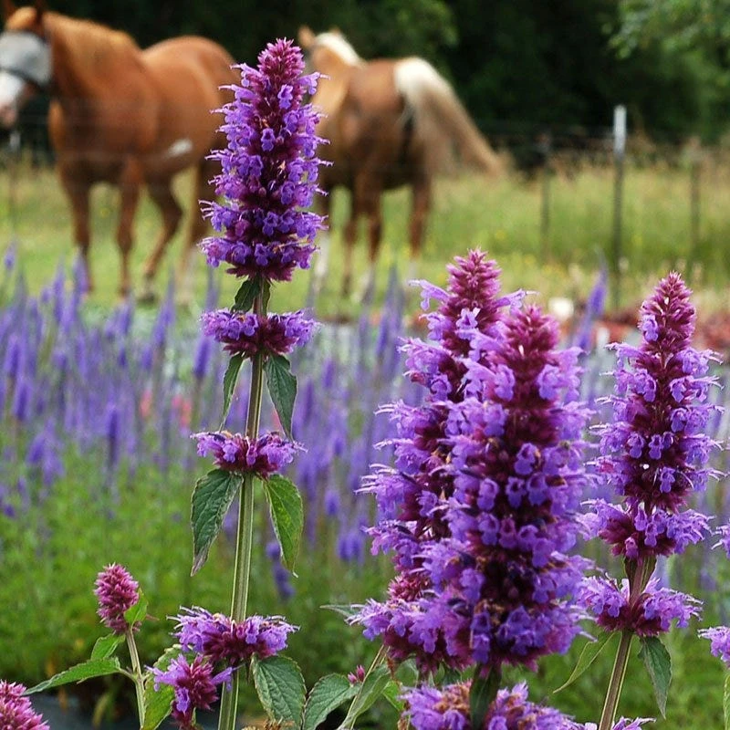 Blue Boa Agastache 3 Blue Boa Agastache