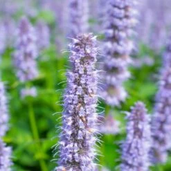 Blue Fortune Agastache 7 Blue Fortune Agastache -High Country Gardens Sales agastache blue fortune shutterstock 456670450 1