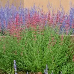 Desert Sunrise® Agastache -High Country Gardens Sales agastache desert sunrise russian sagecc 2