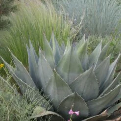 Havard's Century Plant (Agave) 7 Havard's Century Plant (Agave) -High Country Gardens Sales agave havardiana hbl1v51 2