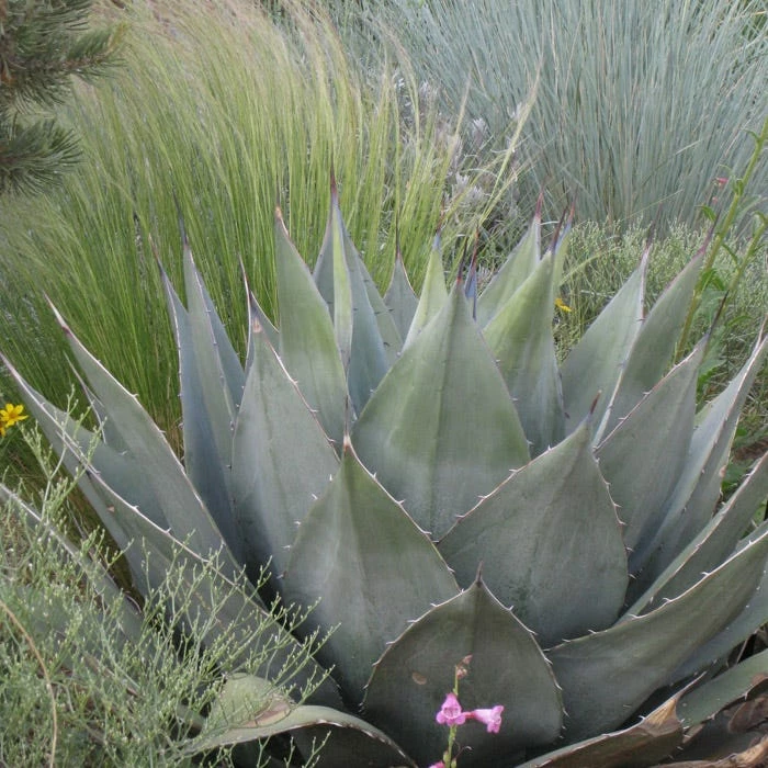 Havard's Century Plant (Agave) 5 Havard's Century Plant (Agave) - Image 3