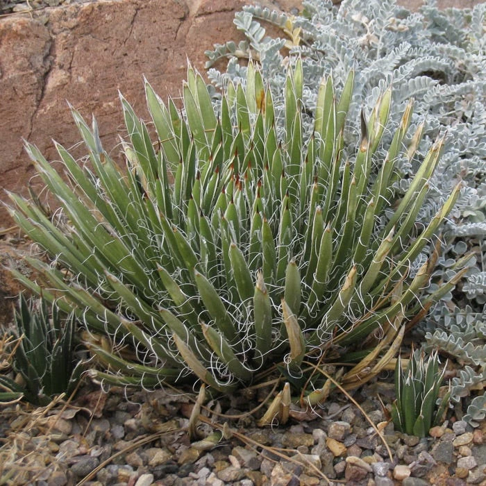 Miniature Century Plant (Agave) 4 Miniature Century Plant (Agave) - Image 2