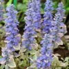 Silver Queen Ajuga -High Country Gardens Sales ajuga silver queen 1