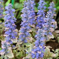 Silver Queen Ajuga