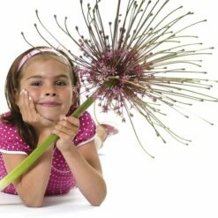 Schubert's Allium -High Country Gardens Sales allium schubertii kid cropped