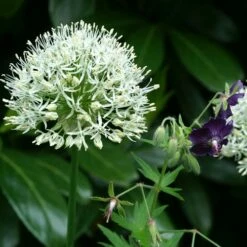 Mount Everest Allium 13 Mount Everest Allium -High Country Gardens Sales allium bulbs mount everest 14453 1 web