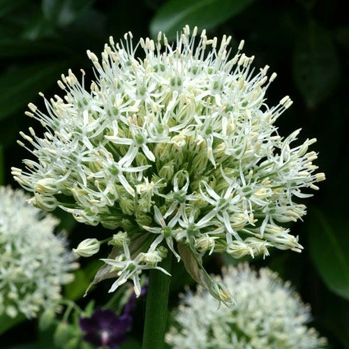 Mount Everest Allium 5 Mount Everest Allium - Image 3