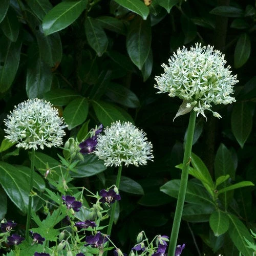 Mount Everest Allium 4 Mount Everest Allium - Image 2