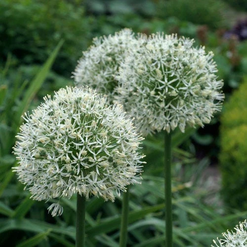 Mount Everest Allium 6 Mount Everest Allium - Image 4