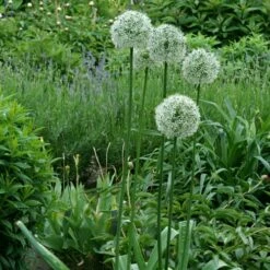 Mount Everest Allium 14 Mount Everest Allium -High Country Gardens Sales allium bulbs mount everest 14453 5 web