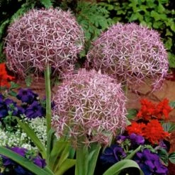 Star Of Persia Allium