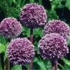 Summer Drummer Allium 2 Summer Drummer Allium -High Country Gardens Sales allium summer drummer 14455 web