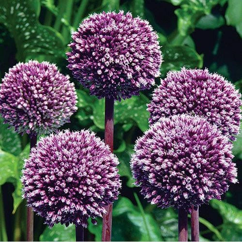 Summer Drummer Allium 7 Summer Drummer Allium -High Country Gardens Sales allium summer drummer 14455 web