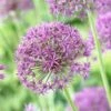 Violet Beauty Allium 1 Violet Beauty Allium -High Country Gardens Sales allium violet beaut 3 cropped