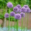 Gladiator Allium -High Country Gardens Sales alliumgladiator2 1