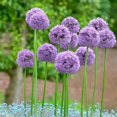 Gladiator Allium 2 Gladiator Allium -High Country Gardens Sales alliumgladiator2 1