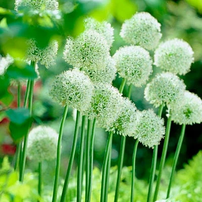Mount Everest Allium 6 Mount Everest Allium -High Country Gardens Sales alliummounteverest2 1
