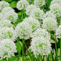 Mount Everest Allium 15 Mount Everest Allium -High Country Gardens Sales alliummounteverest 1