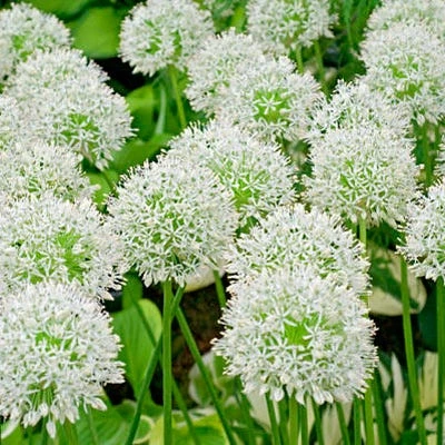 Mount Everest Allium 9 Mount Everest Allium - Image 7