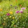 Dry Area Wildflower Seed Mix 1 Dry Area Wildflower Seed Mix -High Country Gardens Sales allysum cosmos coreopsis red poppy meadow