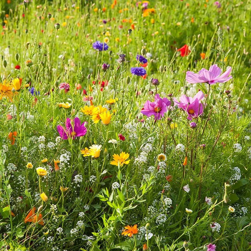 Dry Area Wildflower Seed Mix 3 Dry Area Wildflower Seed Mix