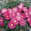 Hardy Living Stone (Aloinopsis) -High Country Gardens Sales aloinopsis spathulata