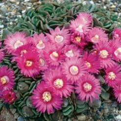 Hardy Living Stone (Aloinopsis)