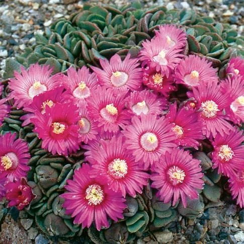 Hardy Living Stone (Aloinopsis) 3 Hardy Living Stone (Aloinopsis)