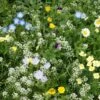 Alternative Lawn Wildflower Seed Mix