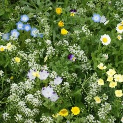 High Country Gardens Sales 43 Alternative Lawn Wildflower Seed Mix