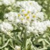 New Snow Pearly Everlasting (Anaphalis) -High Country Gardens Sales anaphalis margaritacea new snow close up