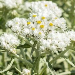 New Snow Pearly Everlasting (Anaphalis)