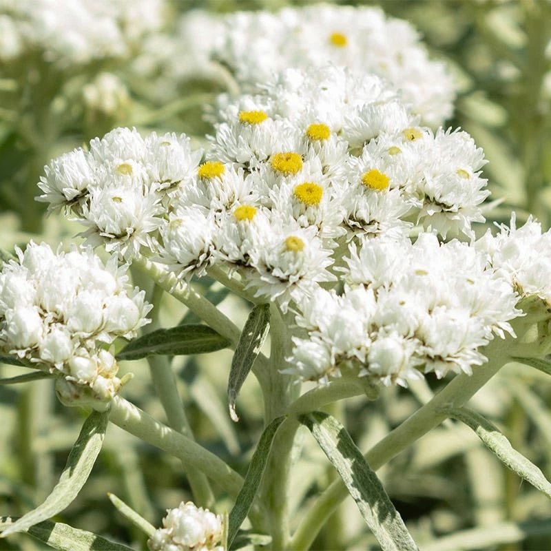 New Snow Pearly Everlasting (Anaphalis) 3 New Snow Pearly Everlasting (Anaphalis)