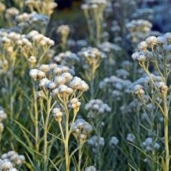 New Snow Pearly Everlasting (Anaphalis) 8 New Snow Pearly Everlasting (Anaphalis) -High Country Gardens Sales anaphalis margaritacea new snow white