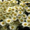 Susanna Mitchell Marguerite Daisy (Anthemis) -High Country Gardens Sales anthemis tinctoria 19981 2