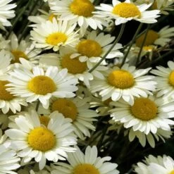 Susanna Mitchell Marguerite Daisy (Anthemis) -High Country Gardens Sales anthemis tinctoria 19981 close up