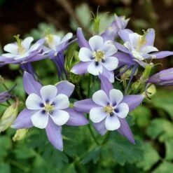 Rocky Mountain Columbine -High Country Gardens Sales aquilegia caerulea rocky mountai