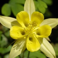 Serene Shade Pre-Planned Garden 13 Serene Shade Pre-Planned Garden -High Country Gardens Sales aquilegia chrysantha golden spur columbine yellow