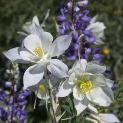 Rocky Mountain Columbine -High Country Gardens Sales aquilegia coerulea 2 1
