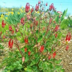 Little Lanterns Columbine -High Country Gardens Sales aquilegia little lanterns cropped 1 1 1