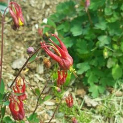 Little Lanterns Columbine -High Country Gardens Sales aquilegia little lanterns cropped 5 1