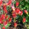 Little Lanterns Columbine -High Country Gardens Sales aquilegia little lanterns jf 2