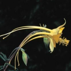 Swallowtail® Columbine -High Country Gardens Sales aquilegia species swallowtail 20822 2 web 1
