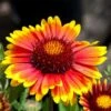Arizona Sun Gaillardia -High Country Gardens Sales arizona sun gaillardia 1 2