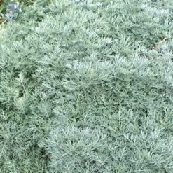 Powis Castle Artemisia -High Country Gardens Sales artemisia powis castle close denver botanic