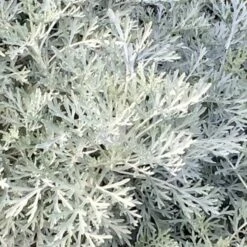 Powis Castle Artemisia -High Country Gardens Sales artemisia powis castle very close