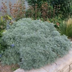 Powis Castle Artemisia -High Country Gardens Sales artemisia powis castle whole plant denver botanic